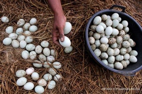 8 Manfaat Telur Bebek Untuk Kesehatan Yang Jarang Diketahui