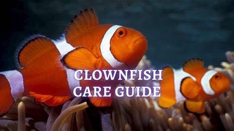 ≡ Clownfish Care Tips On How To Care Of Clownfish On Aquarium