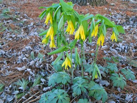 Maybe you would like to learn more about one of these? Sproutsandstuff: Tips on Growing Native Woodland Plants ...
