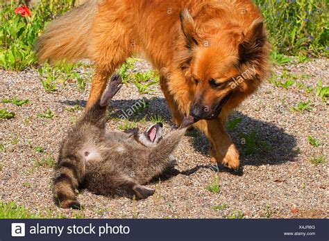 Juvenile Raccoon Playing With Dog High Resolution Stock Photography And
