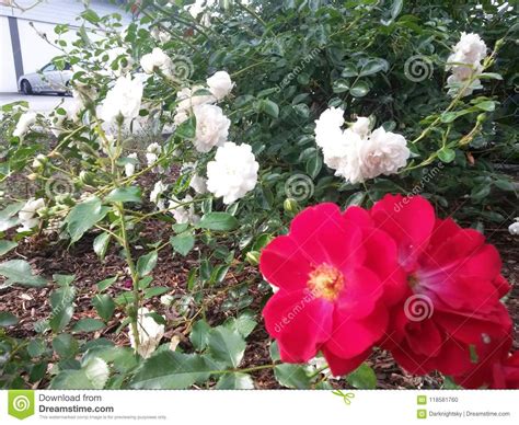 Roses Summer Garden Stock Photo Image Of Summer Architecture 118581760