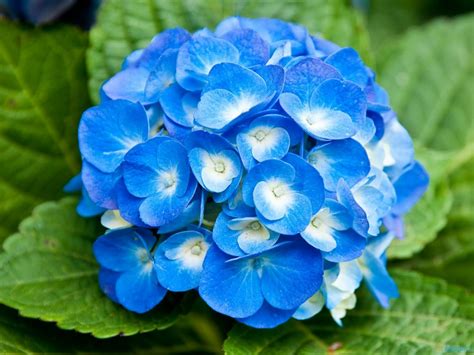 If you want to plant some flowers in your garden then you may have follow some precautions, make sure that hope this article collection on 40 cool and adorable flower pictures is being like and loved by you all. Light blue flowers with white center