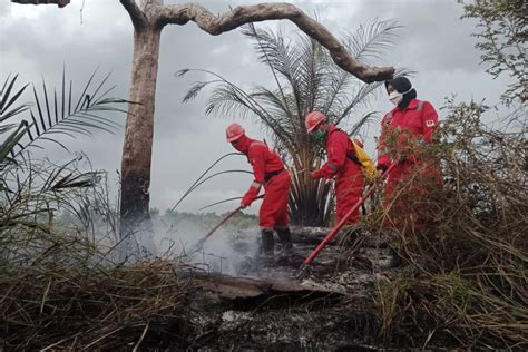 Kebakaran Hutan Di Riau 2021 Newstempo