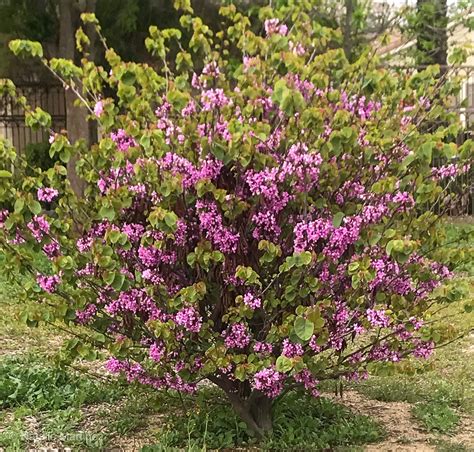 Pruning Lilacs How And When To Prune Lilacs Indoor Plants
