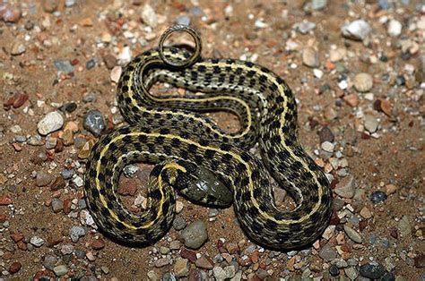Checkered Garter Snake Facts And Pictures