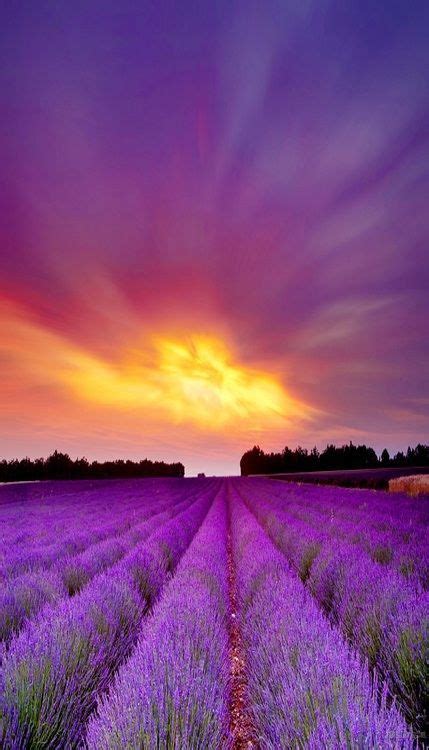 Lavender Fields Sunset Lavender Fields Beautiful Nature Beautiful