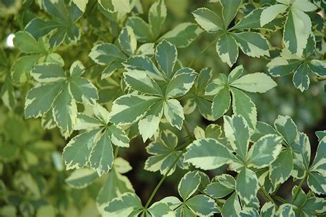 Variegated Fiveleaf Aralia Acanthopanax Sieboldianus Variegatus In