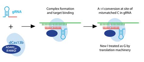 Addgene Crispr Guide