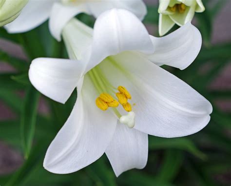 2653 Lily Close Up Flickr Close Up Of An Easter Lily Flowe Flickr