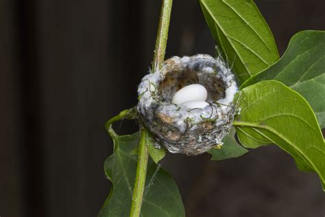 How To Find A Hummingbird Nest Hummingbird Nests Hummingbird