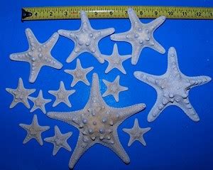 Enjoy straightforward pricing and simple licensing. Knobby Starfish Bleached White | Starfish for sale ...
