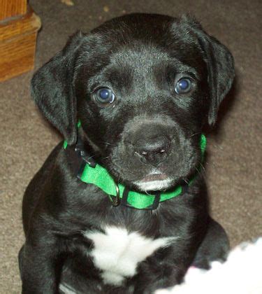 What does a pitbull and american bulldog mix look like? Hugo, the American Bullador (American Bulldog/Labrador Retriever), at 8 weeks old. | Unique dog ...