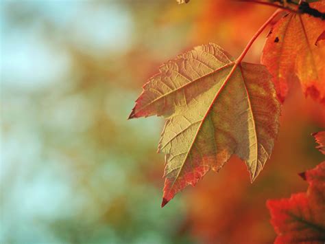 Thanksgiving quotes in spanish quotesgram Expressing Thanks and Saying Happy Thanksgiving in Spanish ...