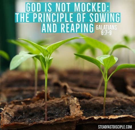 God Is Not Mocked The Principle Of Sowing And Reaping Steadfast Disciple
