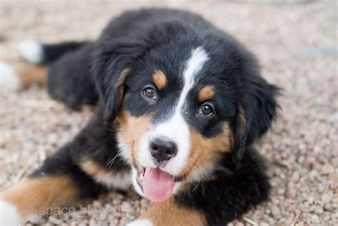 To have bernese mountain dog in the house means to feel eternal euphory (in lithuanian amžina euforija). 30+ Cute Bernese Mountain Dog Puppies | FallinPets