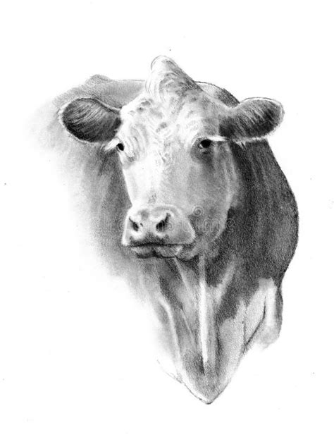 Pencil Drawing Of Cow Head Pencil Drawing Of A Placid Sweet Faced Cow Created Ad Head