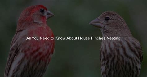 All You Need To Know About House Finches Nesting Habits My Birds Heart