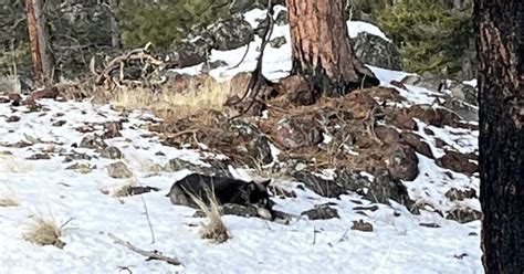 Tenth Wolf Depredation In Grant County This Year Confirmed State