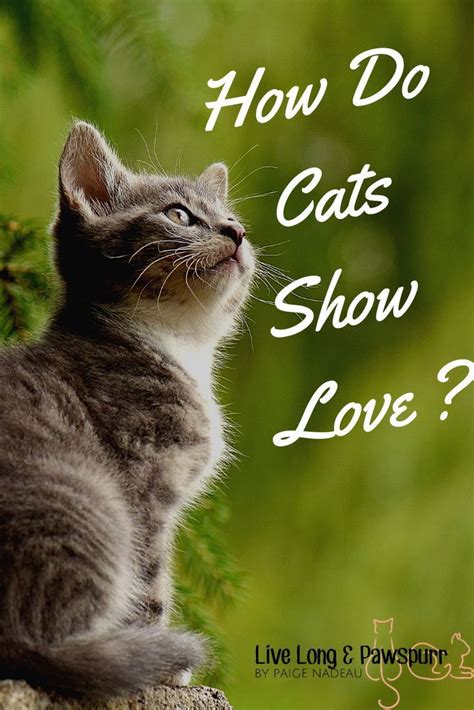 How Do You Show Your Cat You Love Them Mycats