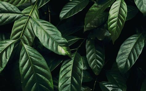 Wallpaper Dark Green 4k Gallery Plant Leaves Leaf Nature Plants