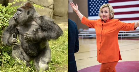 There S A Twitter Conspiracy Theory That Blames Harambe For Hillary Clinton S Defeat Maxim