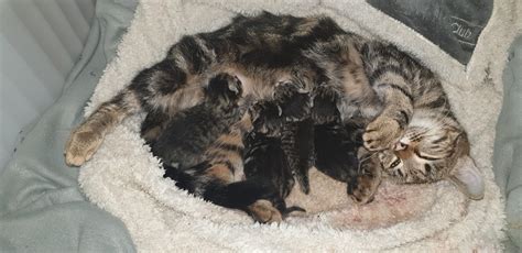 They may occasionally attack a cat if they feel their young are threatened, if they are cornered (though they are more likely to play dead in these situations) or if they are competing for food. Cat Eat Dead Owner - toxoplasmosis