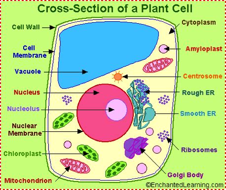 Check spelling or type a new query. Diagram: Plant cell - Cell process