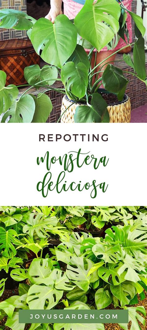 Taking higher doses than necessary to achieve a greater high. Repotting Monstera Deliciosa Plus the Mix to Use | Joy Us ...