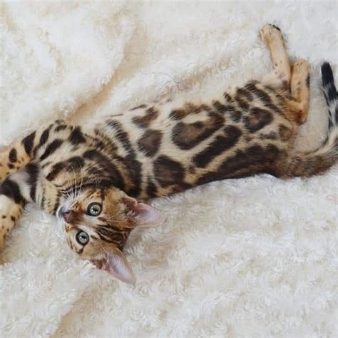 All of our kittens are health guaranteed and have had their first vaccinations and worming. bengal kittens for sale, bengal kittens, bengal kitten, fsea