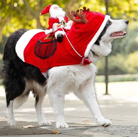 These Christmas Outfits For Dogs Are Adorable And Funny Mr Cute