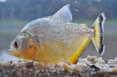 Peixes Da Amazônia Nomes E Fotos