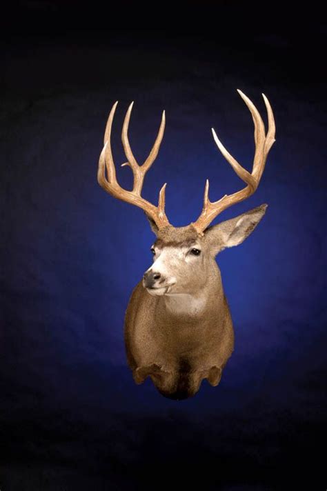 Capture That Life Like Look On Your Mule Deer Projects With Supplies