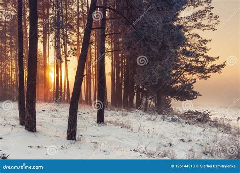 Winter Forest At Sunrise Winter Frosty Nature Landscape In Warm