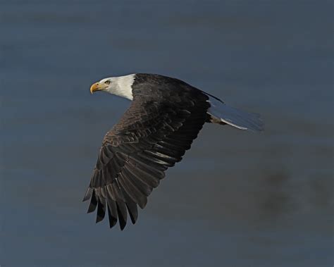 Bald Eagle Over Water2 Dan Getman Bird Photos Flickr