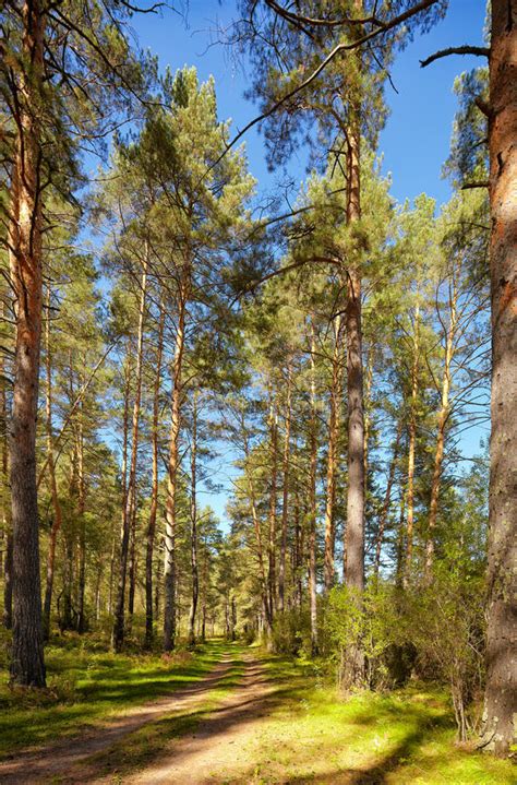 Altai Pine Forest Stock Photo Image Of August Pine 32068152