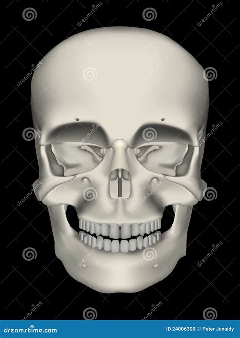 Realistic Human Male Skull Stock Photo Image 24006300