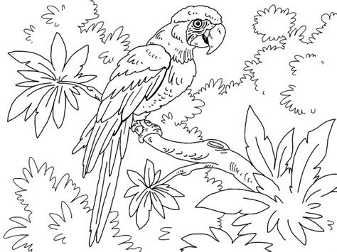 Guacamayo Imprimible Para Colorear Imprimir E Dibujar ColoringOnly Com