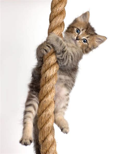 Cat Hanging In Rope 690×865 Pixels Non Solo Gatti