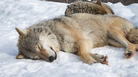 887995 4k Wolves Sleep Snow Lying Down Rare Gallery Hd Wallpapers