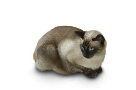 1242 Oriental Siamese Cat Stock Photos Free And Royalty Free Stock
