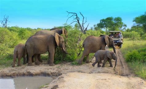 Krüger national park südafrika safaris informationen krügerpark unterkunft & reiseführer über der krügerpark gehört neben kapstadt zu den größten höhepunkten von einem südafrika urlaub. Pin auf Safari