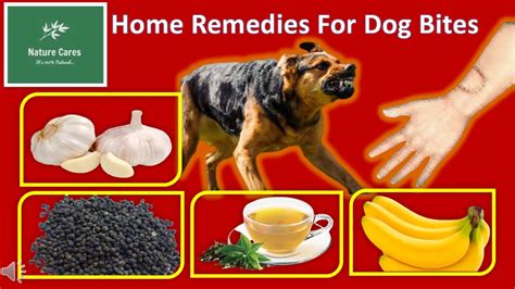 11 Home Remedies For Treating Dog Bites Naturally Youtube