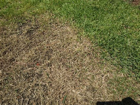 Is This Zoysia Brown Patch Lawn Care Forum