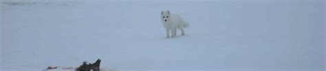 Arctic Fox Movement And Diet Research