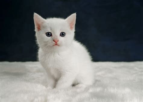 We did not find results for: Multi Colored Cat Breeds: The Full List to Choose From