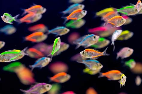 How Do Neon Fish Get Their Color Most Common Reasons Hepper