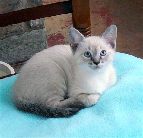 Lynx Point Tabby Point Siamese Kittens Cute Animals Cats And Kittens
