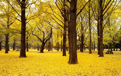 Ginkgo Trees Wallpaper High Definition High Quality