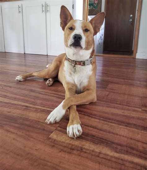 Carolina Dog Mix 11 Months 41 Lbs Recently Adopted In Phoenix Az