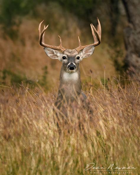 Whitetail Buck In Tall Grass Dean Newman Photography